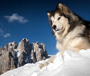 Husky, Śnieg, Góry, Zima, Siberian