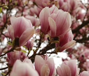 Różowo, Magnolia, Biała