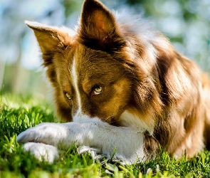 Pies, Łąka, Border Collie