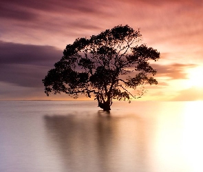 Zachód słońca, Drzewo, Jezioro
