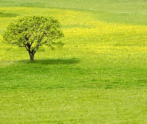 Trawa, Drzewo, Łąka