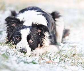 Trawa, Śnieg, Pies, Border Collie