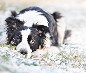 Trawa, Śnieg, Pies, Border Collie