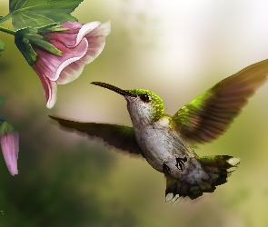 Ptak, Kwiat, Koliber