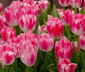 Biało, Ogród, Tulipany, Różowe