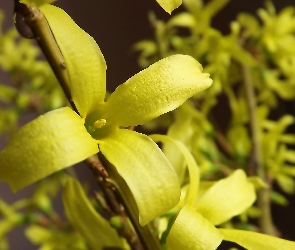 Żółty, Gałązki, Forsycji, Kwiat