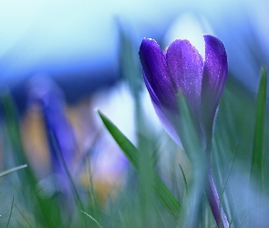 Krokus, Kwiat, Fioletowy