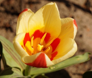 Kwitnący, Płatki, Tulipan