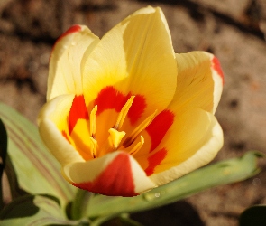 Tulipan, Płatki, Kwitnący