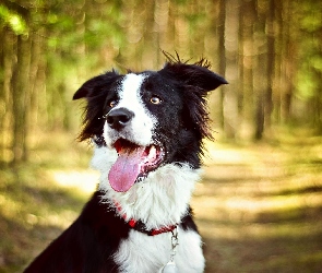 Pies, Las, Jęzor, Border collie