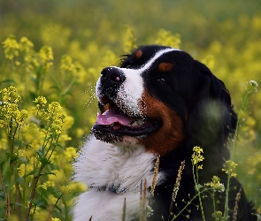 Pies, Rzepak, Kwiaty, Żółte