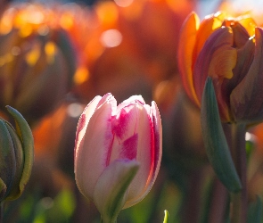 Tulipany