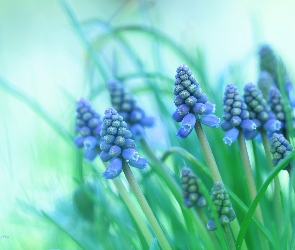 Niebieskie, Kwiaty, Szafirki