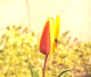 Tulipan, Pszczoła, Czerwony, Żółto