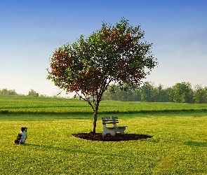 Pole, Pies, Drzewo, Ławka, Lato