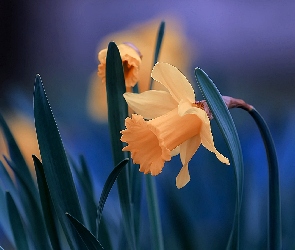 Kwiaty, Żonkile