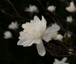 Biała, Rosa, Magnolia