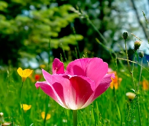 Łąka, Tulipan