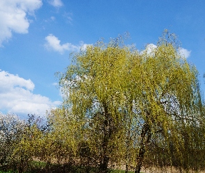 Wierzba, Wiosna, Niebo, Chmury