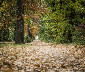 Ścieżka, Las, Jesień, Park