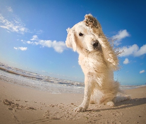 Plaża, Retriever, Golden, Zawstydzony