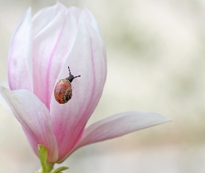 Różowa, Ślimak, Magnolia