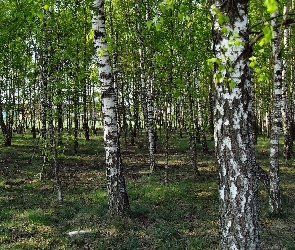Brzozowy, Las
