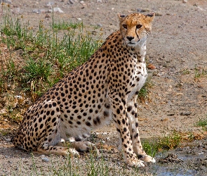 Trawa, Gepard