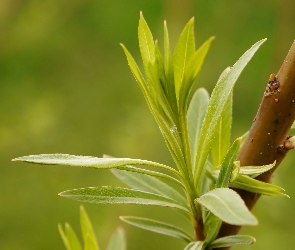 Makro, Listki, Gałązka, Roślina, Młode, Zielone