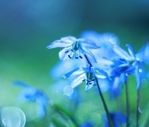 Cebulica Syberyjska, Kwiaty, Niebieskie