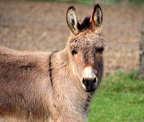 Osioł