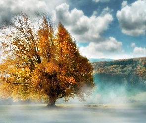 Jesień, Las, Mgła, Chmury, Drzewo