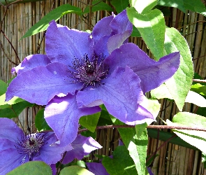 Kwiat, Powojnik, Clematis