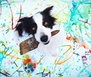 Pies, Border Collie