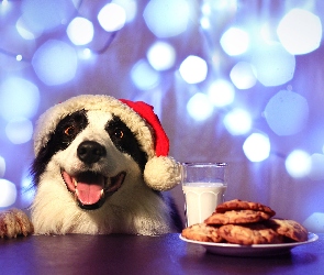 Border Collie, Jedzenie, Pies