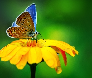 Modraszek, Motyl, Żółty, Kwiat