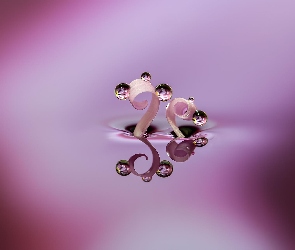 Krople, Makro, Odbicie, Woda, Miki Asai