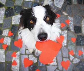 Border Collie, Serduszka, Pies