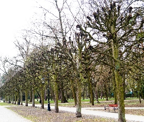 Ciechocinek, Budynek, Park, Drzewa, Ławka, Park