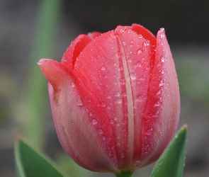 Płatki, Makro, Rosa, Krople, Tulipan