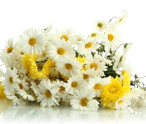 Kwiaty, Margerytki