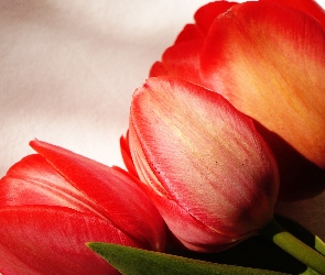 Czerwone, Makro, Tulipany