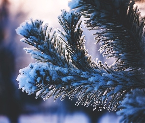 Śnieg, Jodła, Zima