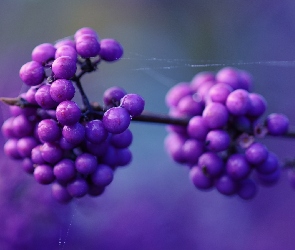 Pięknotka