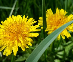 Kwiaty, Mniszek Pospolity, Żółte