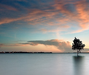 Jezioro, Drzewo