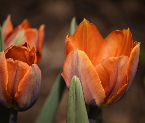 Pomarańczowe, Tulipany