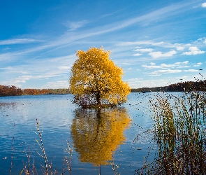 Las, Drzewa, Jezioro