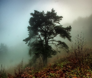 Las, Mgła, Sosna, Drzewo, Jesień