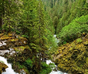 Drzewa, Skały, Las
